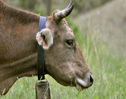 شرطة النمسا تبحث عن لصوص أجراس البقر