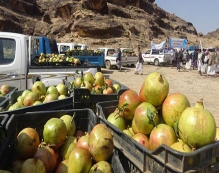 اليمن: 24 ألف طن إنتاج الرمان 2018